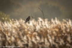 Male Marsh Harrier on Bush Side View