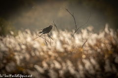 Male Marsh Harrier on Bush Side View