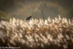 Male Marsh Harrier on Bush Side View