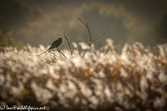 Male Marsh Harrier on Bush Side View