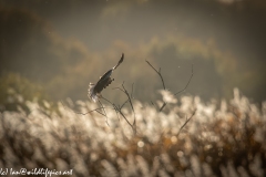 Male Marsh Harrier in Flight Back View