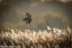 Male Marsh Harrier in Flight Back View