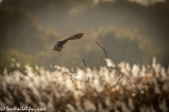 Male Marsh Harrier in Flight Back View