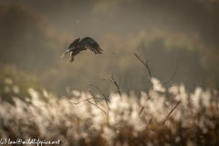 Male Marsh Harrier in Flight Back View