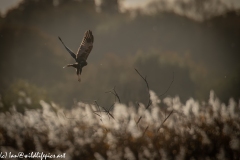 Male Marsh Harrier in Flight Back View