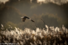 Male Marsh Harrier in Flight Back View