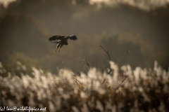 Male Marsh Harrier in Flight Back View