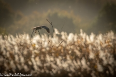 Male Marsh Harrier in Flight Back View