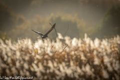 Male Marsh Harrier in Flight Back View