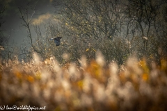 Male Marsh Harrier in Flight Side View