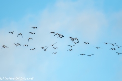 Flock of Lapwing Front View