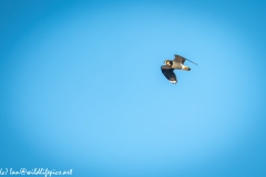 Lapwing in Flight Side View