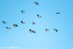 Flock of Lapwing Back View