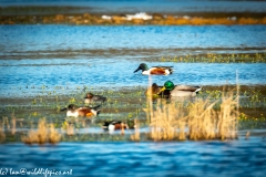 Male Shoveler on the Water Side View