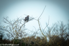 Buzzard on Branch Back View