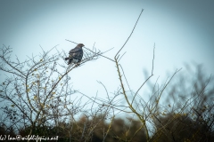 Buzzard on Branch Back View