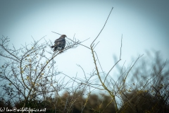 Buzzard on Branch Back View