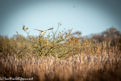 Bittern in Flight Back View