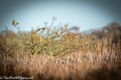 Bittern in Flight Back View