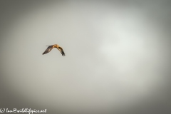 Male Marsh Harrier in Flight Side View