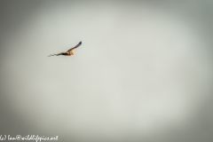 Male Marsh Harrier in Flight Side View