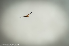 Male Marsh Harrier in Flight Side View