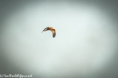 Male Marsh Harrier in Flight Side View