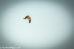 Male Marsh Harrier in Flight Side View