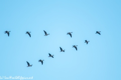 Flock of Pink-footed Geese Side View