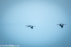 2 Cranes in Flight Side View