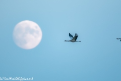 Crane in Flight Near Moon Side View