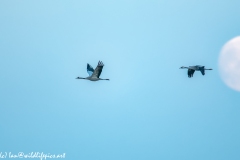 2 Cranes in Flight Near Moon Side View