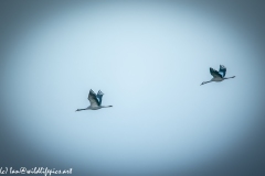 2 Cranes in Flight Side View