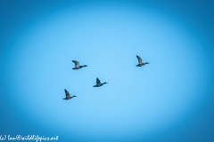 Mallard Ducks in Flight Side View