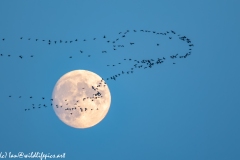 Flock of Pink-footed Geese Through Moon Side View