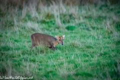 Muntjac on Grass Side View