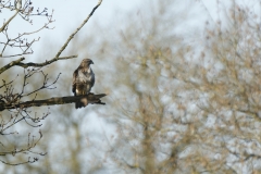 Buzzard