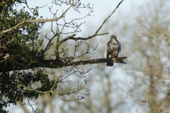 Buzzard