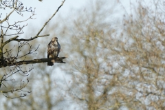 Buzzard