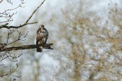 Buzzard