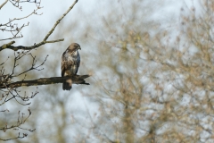 Buzzard