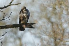 Buzzard