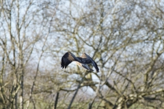 Buzzard in Flight