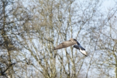 Buzzard in Flight