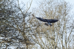 Buzzard in Flight