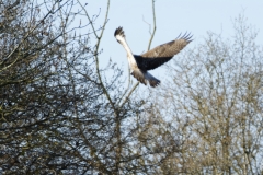 Buzzard in Flight