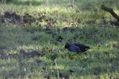 Moorhen