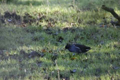 Moorhen