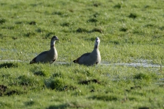 White-Fronted Geese