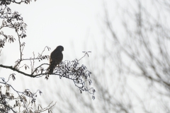 Buzzard